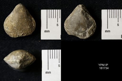 Brachiopoda