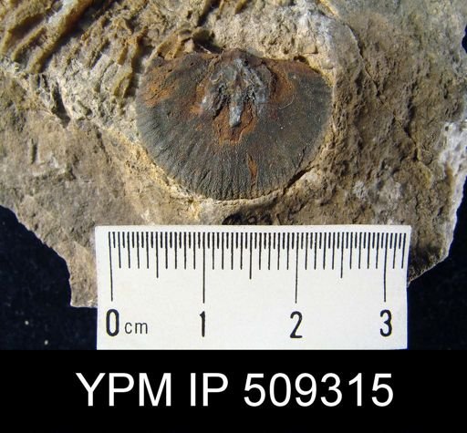 Leptostrophia?
