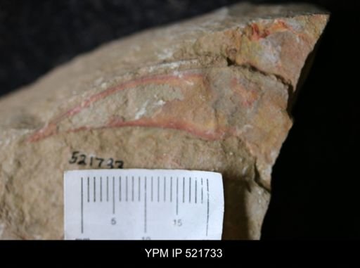 undet. Arthropoda