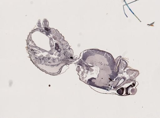 Araneae