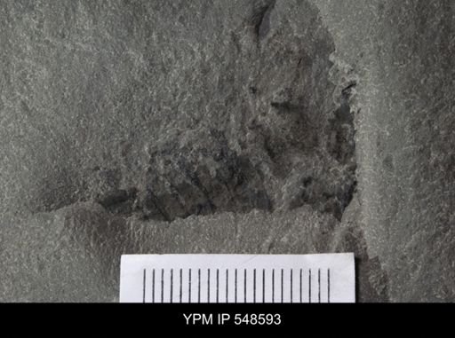 Pseudoniscus?