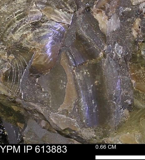 Inoceramus sp.