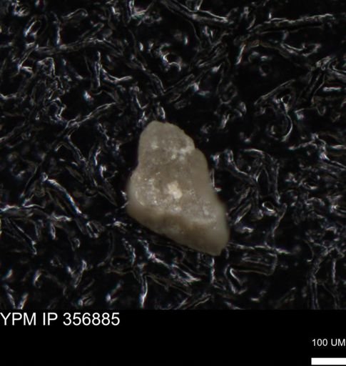 undet. Foraminiferida
