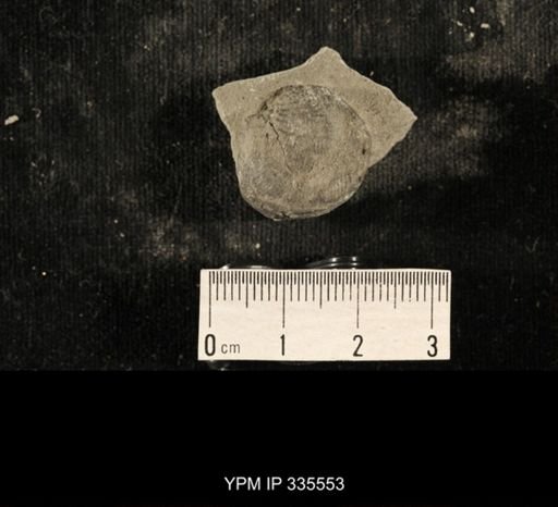 Linoproductus sp.