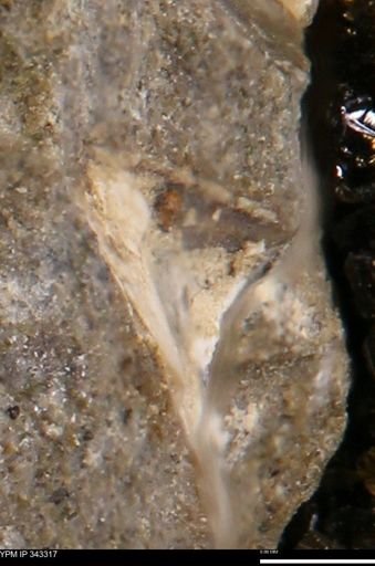 undet. Bivalvia