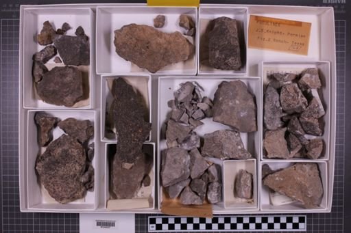 mixed taxa, stratigraphic collection