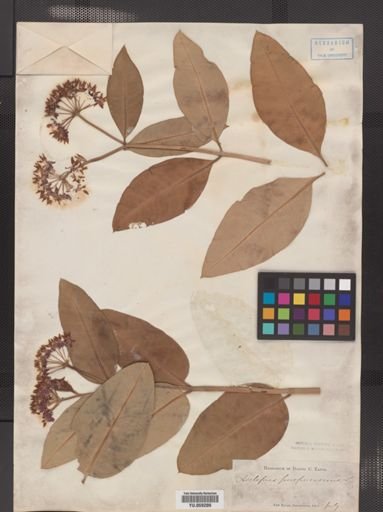 Asclepias purpurascens