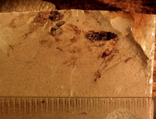 undet. Hemiptera