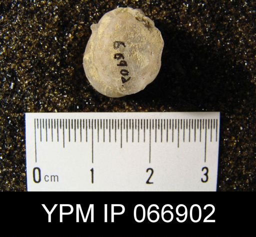 Productella hallana