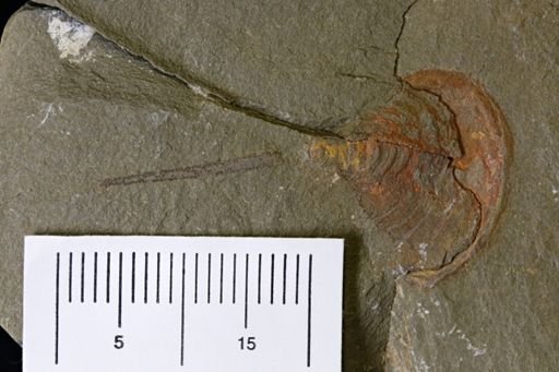 Chelicerata