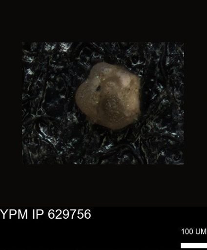 undet. Foraminiferida