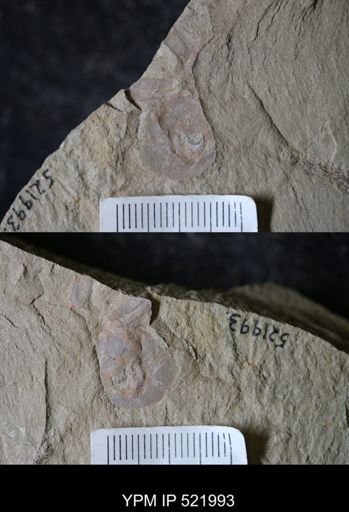 undet. Aglaspida