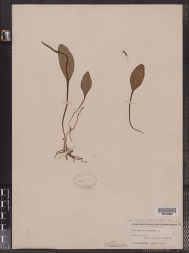 Ophioglossum vulgatum