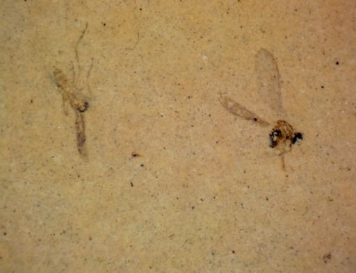 Diptera?