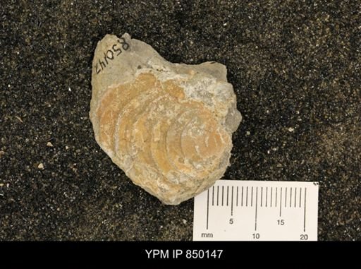 undet. Inoceramidae