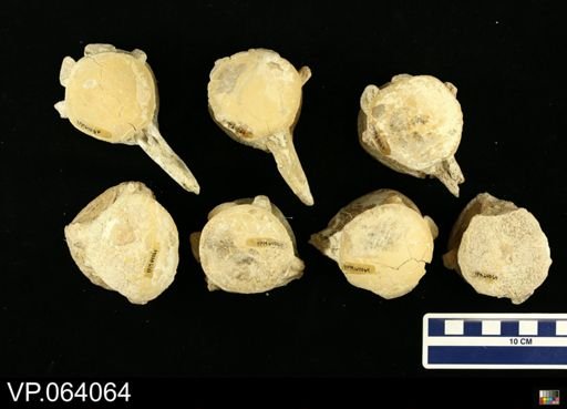 undet. Mosasauridae