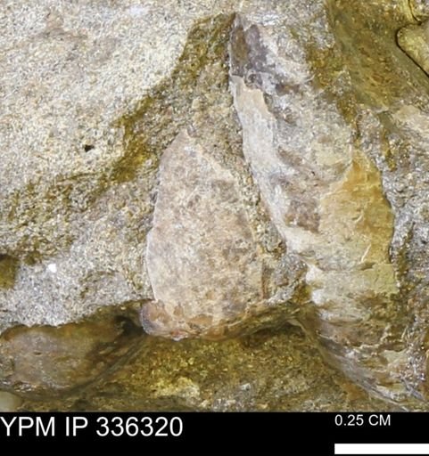undet. Bivalvia