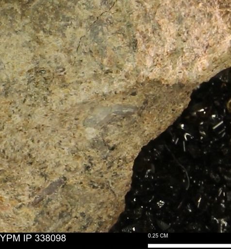 undet. Bivalvia