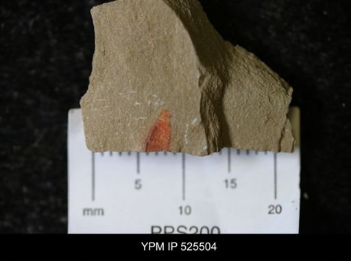 undet. Synziphosurina