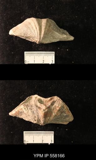 Spirifer cameratus