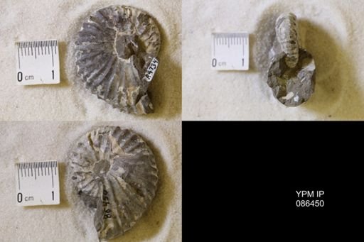 undet. Scaphitidae
