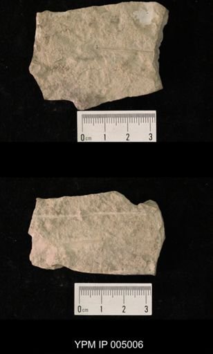 Kennedya mirabilis