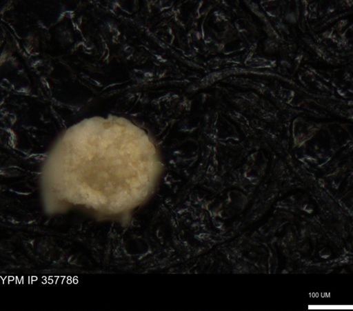 undet. Foraminiferida