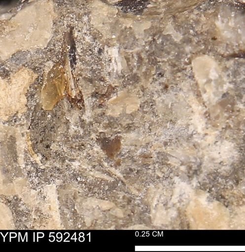 undet. Mollusca