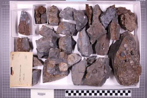 mixed taxa, stratigraphic collection