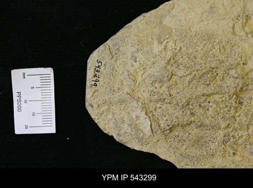 Asteriacites sp.