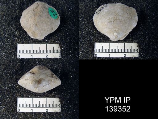 Athyris royssii