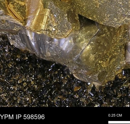 Inoceramus sp.