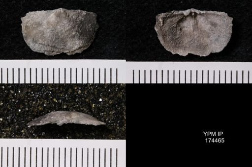 Eolissochonetes pseudoliratus
