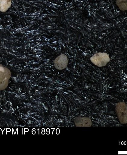 undet. Foraminiferida