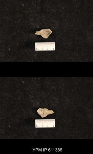 Monticulipora laevis