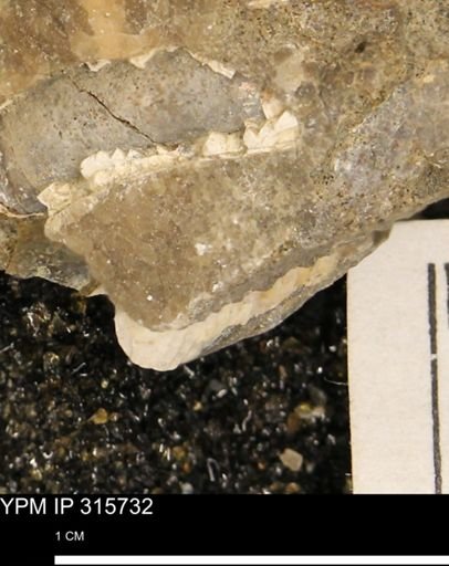 Hoploscaphites nicolletii