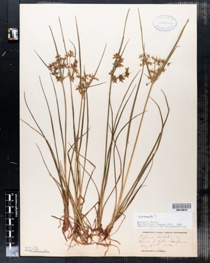 Cyperus dentatus