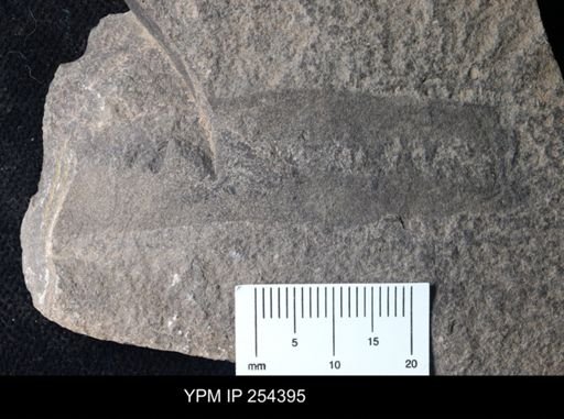Erettopterus sp.