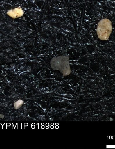 undet. Foraminiferida