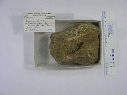 Amebelodon floridanus