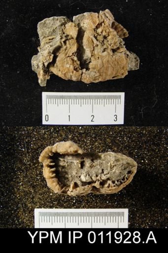 Richthofenia permiana
