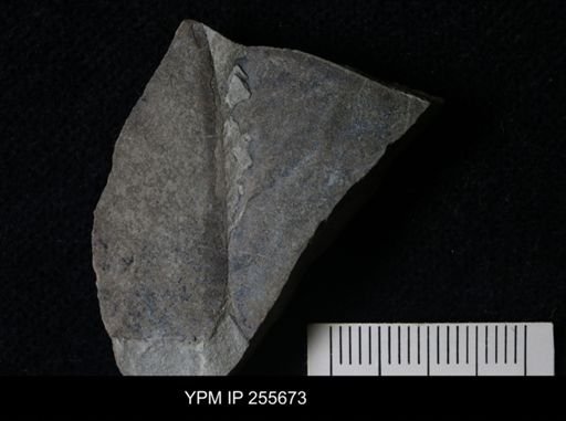 Eurypterida