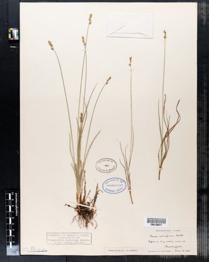 Carex retroflexa