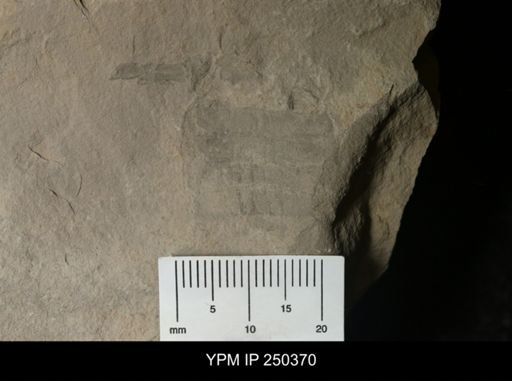 undet. Eurypterida