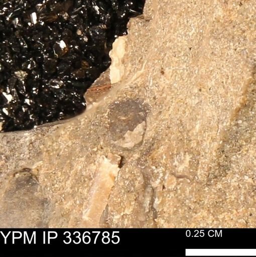 undet. Mollusca