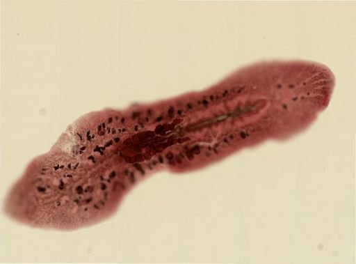 Euplana gracilis