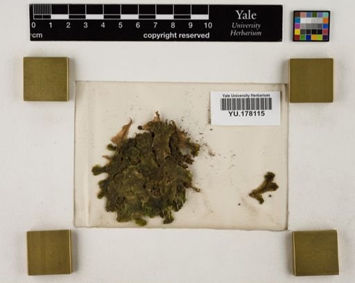 Plantae