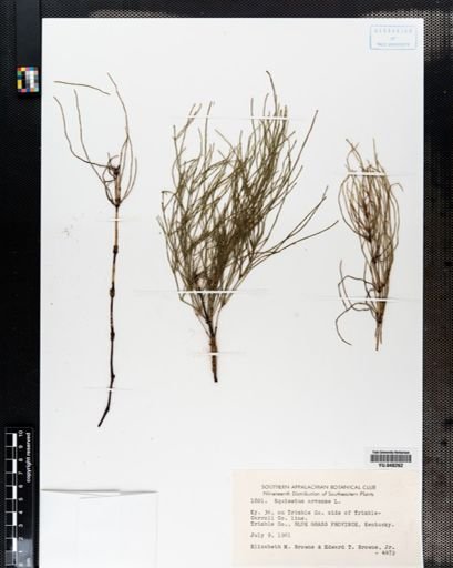 Equisetum arvense