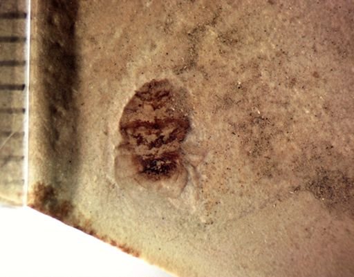 Hemiptera?