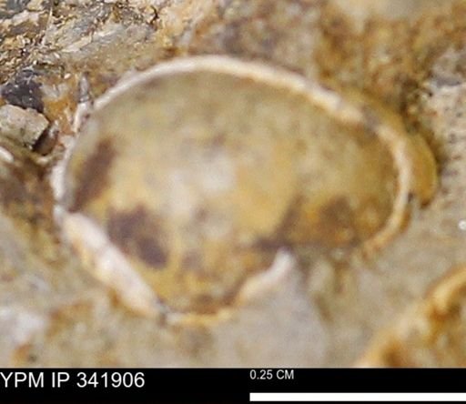 undet. Bivalvia